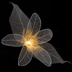 Fascinator Lilies - 20 Lamps